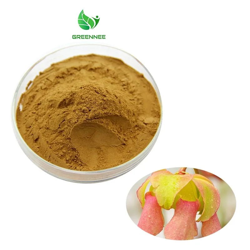 100% Natural Sarracenia Purpurea Root Extract Powder Sarracenia Purpurea Powder