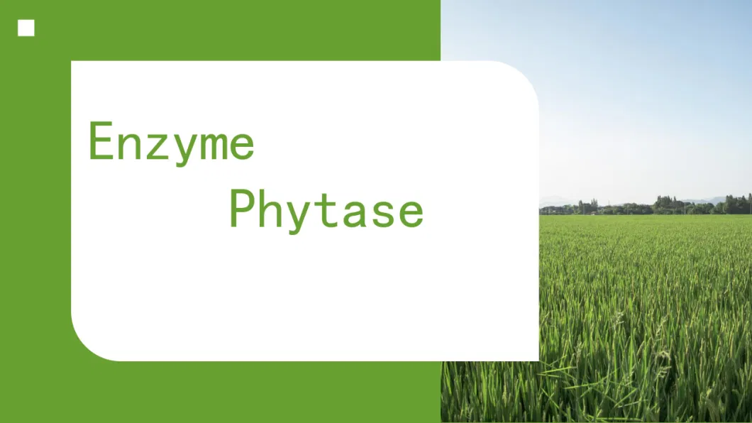 High-Temp Phytase/Animal Feed Additive/Enzyme