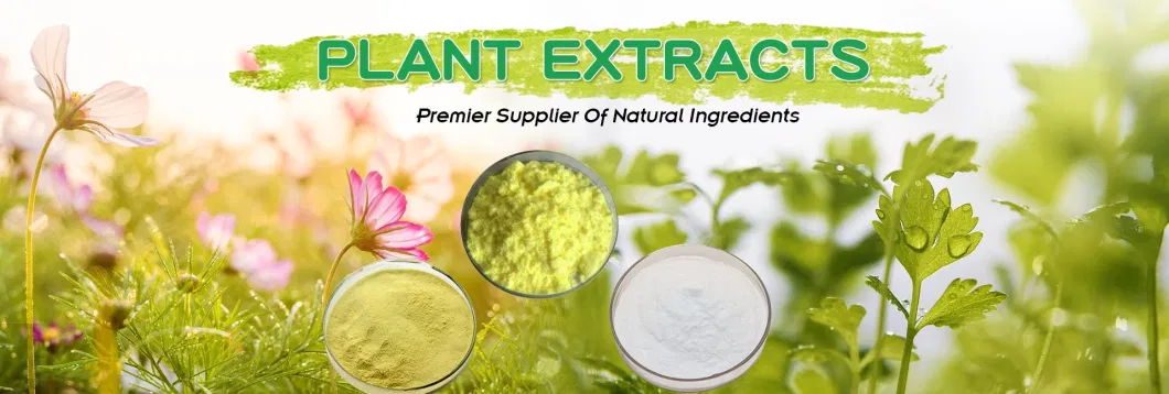 Pure Natural Bergenia Extract Bergenia Purpurascens Extract Bergenin Powder